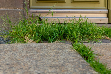 Lush green grass emerges between cobblestones at the entrance of a charming building in the heart...