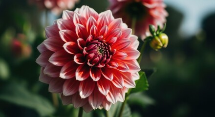 A Beautiful Coral Pink Dahlia Flower in Full Bloom with a Soft Focus Background
