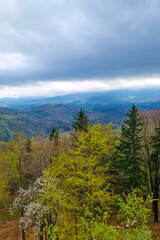Tranquil Forest Landscape with Spring Blossoms Under Overcast Skies