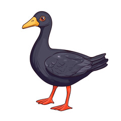 Moorhen, vector graphic, 2D flat isometric cartoon illustration on white background.
