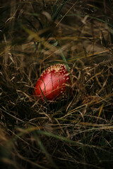 Close-up of a red fly agaric mushroom hidden among dry grass in the forest of Jankove Bare. Kopaonik Serbia country.