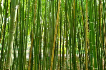 Serene Bamboo Forest: Lush Green Tranquility for Nature Photography and Zen Decor