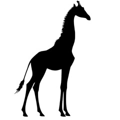 Graceful giraffe silhouette on transparent background