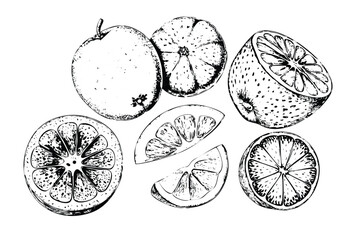 Citrus Fruits Vector Engraving Set. Detailed Monochrome Botanical Illustrations of Lemon and Orange. Vintage Stipple & Hatching Style