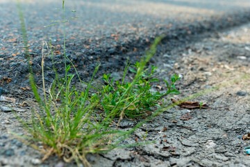 Green resilience blooms in cracked asphalt on a sunlit country road near the edge of a peaceful...