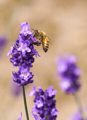 A honeybee collects nectar from vibrant purple lavender blossoms in full bloom, showcasing nature’s harmony, pollination, and the essential role of bees in ecosystems.