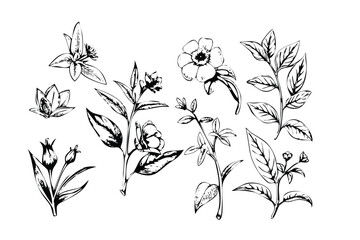 Tea Leaves & Herbs Vector Engraving Set. Detailed Monochrome Botanical Illustrations for Packaging. Vintage Stipple & Linework Style