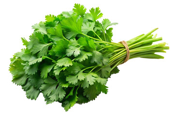 Aromatic Cilantro Leaves Bundle for Cooking Isolated on Transparent Background