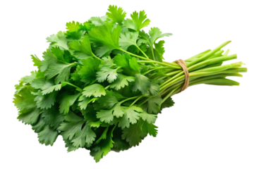 Aromatic Cilantro Leaves Bundle for Cooking Isolated on Transparent Background