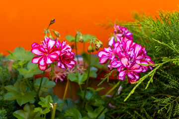 Colorful flowers bloom vibrantly against a warm orange backdrop in a lively garden setting during...