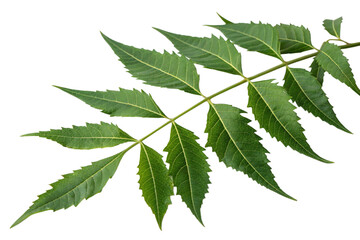 Fresh Neem Leaves Isolated on Transparent Background