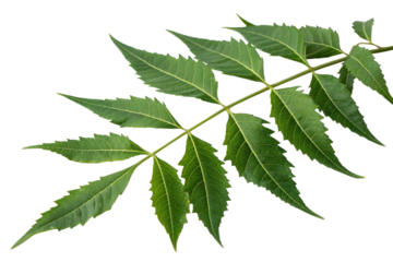 Fresh Neem Leaves Isolated on Transparent Background