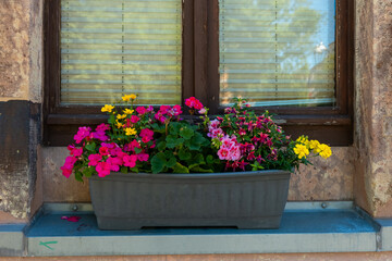 Fototapeta premium Vibrant flowers bloom in a charming planter on a sunlit window sill, enhancing the rustic charm of the warm afternoon