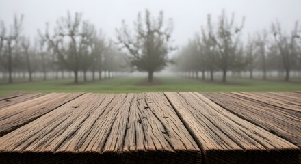 Misty Orchard Wooden Tabletop in a Foggy Apple Orchard