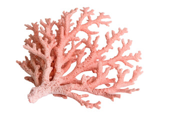 Natural Pink Coral Isolated on Transparent Background