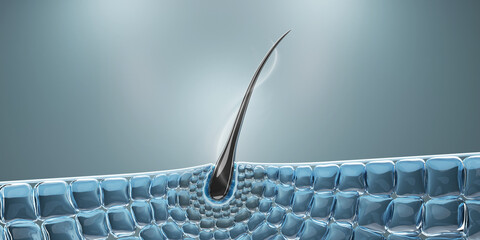 3D medical illustration of hair follicle repair and hair loss treatment. Cosmetic serum action on damaged scalp, showing oil, moisture, and vitamin absorption. Clean, modern skincare science concept.
