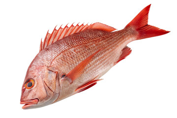 Whole Red Snapper Fish Isolated on Transparent Background