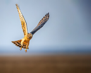 A Montague Harrier