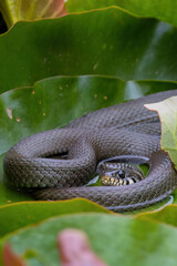 Grass snake on a water lily leaf