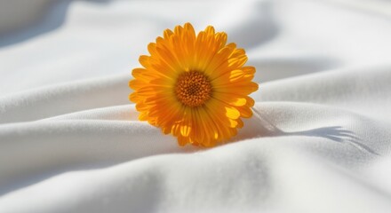 A single calendula flower rests on white fabric showcasing its vibrant orange petals perfect for beauty and wellness projects