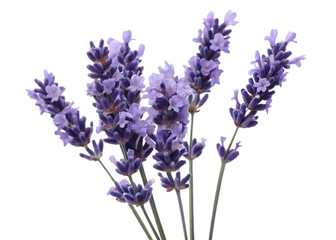 Fototapeta premium lavender flowers sprigs isolated on white background PNG, AI GENERATED