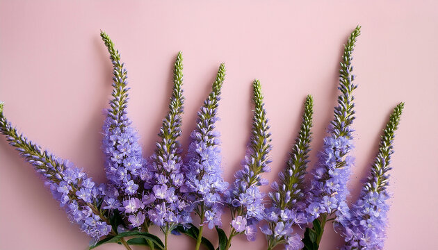 natural blooming purple close up flowers as trend minimal layout on pale pink light background minimal trend aesthetic floral overview photo beautiful nature still life with wildflowers veronica