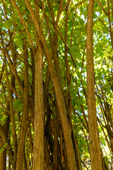 Fototapeta premium Beautiful sunlight filtering through lush green leaves in a vibrant forest grove