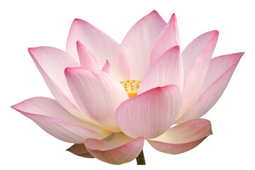   pink waterlily lotus isolated on white background PNG, AI GENERATED