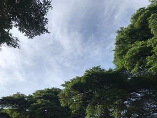 peaceful sky view framed by green trees. Bright morning light filters through the leaves. Blue sky...