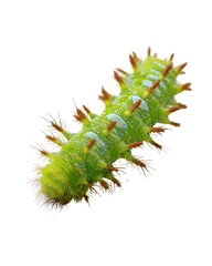 Fototapeta premium Green caterpillar with orange spines on black background
