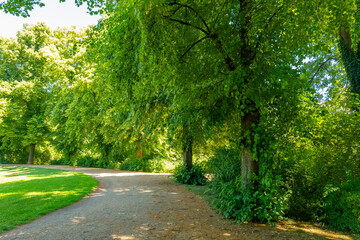 Sun-dappled path through lush greenery invites wandering souls to explore tranquility at midday in...