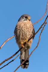 a male kestrel on branches