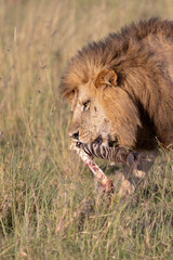 Lion with Zebra Leg