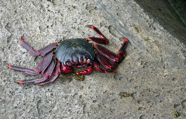 Crabes colorés dans le port de Funchal à Madère