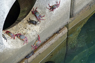 Crabes rouges dans le port de Funchal à Madère