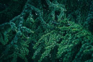 A close up of evergreen Atlas Cedar branches