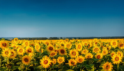 Obraz premium sunny yellow flowers bloom in a vast field of bright golden sunflowers against an isolated blue background