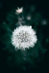 A close up of a white dry dandelion seed flower