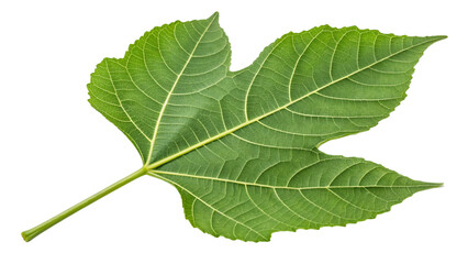 green leaf isolated on white background