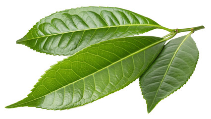 Obraz premium green leaf isolated on white