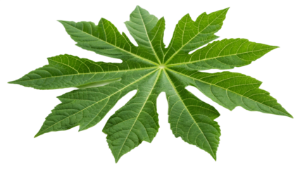 Kana (Chinese Kale), isolated transparent background