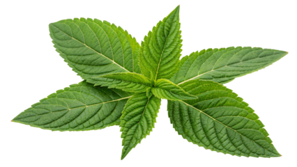 Kana (Chinese Kale), isolated transparent background