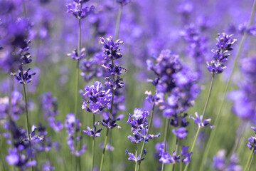 Lavender is a fragrant plant that attracts bees and insects. Flower background