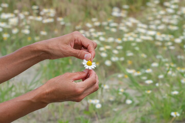 Female hands tear off petals from a daisy.The concept of fortune telling on chamomile.