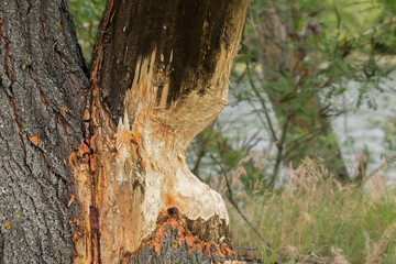 Tree damaged by a beaver. Tree trunk gnawed by european beaver.