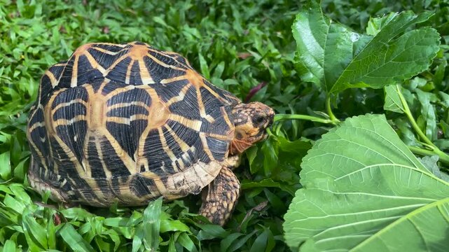 Sri Lankan Star Tortoise (Geochelone elegans) Amongst Green Grass and Large Leaves.