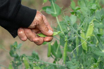 Man harvesting green peas.Gardening and organic farming concept.