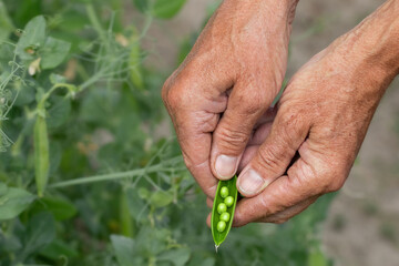 Man harvesting green peas.Gardening and organic farming concept.