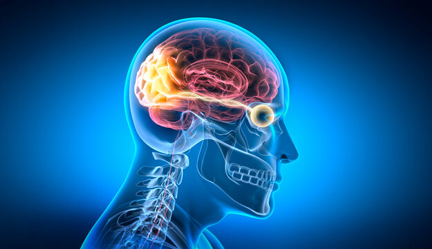 Optic nerve and link to stimulated brain region - 3D illustration