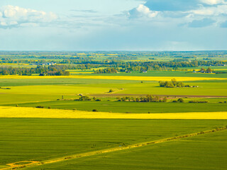 Obraz premium Rapeseed fields in the countryside of Zemgale, Latvian nature.